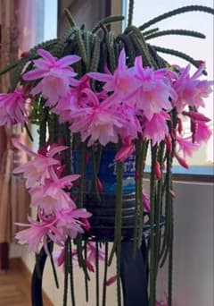 花サボテン、カキコ_2442 - メルカリ