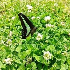 みん様専用のサムネイル