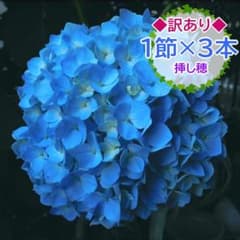 ◇訳あり◇1節×3本カット【挿し穂】アジサイ 紫陽花 美しいブルー