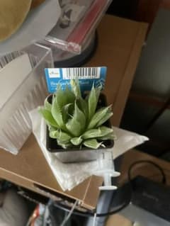 ハオルチアのサムネイル