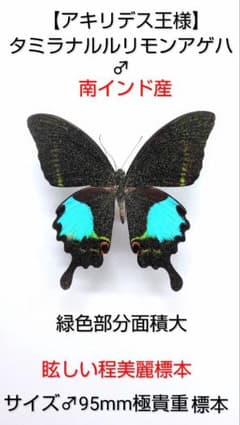 外国産蝶標本【アキリデス王様】タミラルルリモンアゲハ♂南インド産