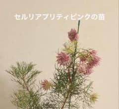 セルリア プリティピンクの苗のサムネイル