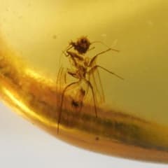 ZB064虫入り琥珀化石 ミャンマー カムティかタナイ産 9900万年前