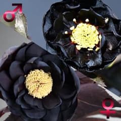 ご確認用　ローズレース　クリスマス向け真っ赤　黒　お洒落な花柄 ご確認用ローズレースクリスマス向け真っ赤黒お洒落な花柄