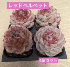 とんとん様 リクエスト 2点 まとめ商品 - メルカリ