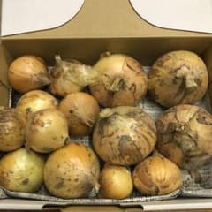 訳あり　プチサイズ　淡路島産玉ねぎ　約1kg とのサムネイル