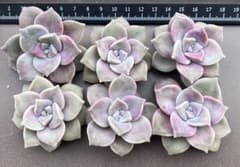 多肉植物　寄せ植え　パープルディライト　カット苗　10カット❗️ 農園直売 多肉植物 寄せ植え パープルディライト覆輪錦（単） 抜き苗