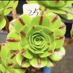 25#観葉植物 アエオニウム錦❤️グリ一ンファイア一錦❤️碧火❤1頭6cm