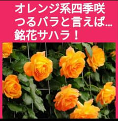 出品一覧もご参照【サハラ】薔薇苗(バラ苗)挿し木用 挿し穂(さし穂