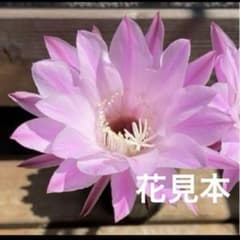 サボテン 花サボテン 子株付き ポット苗 - メルカリ