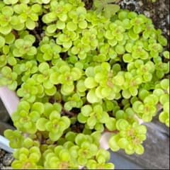 【東ちゃん様専用ページ】黄金丸葉万年草　多肉植物　セダムのサムネイル