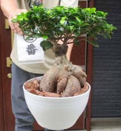 現品】多幸の木 ガジュマル ガジュマルの木 8号鉢 Ⅱ - メルカリ