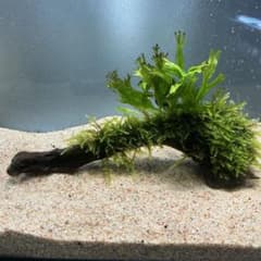 第四種郵便】ジャイアント南米モス活着ミクロソリウムウェンディロフ付