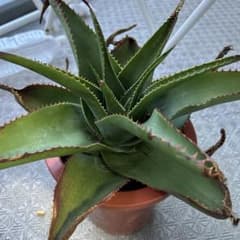 アロエ ソーンクロフティ Aloe Thorncroftiiのサムネイル
