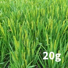 ハッピーヒル(うるち米) 種籾 20g 陸稲 天日干し 化学農薬／肥料無施肥