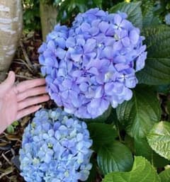 紫陽花 アジサイ　挿し木3苗 【冬越し苗】のサムネイル
