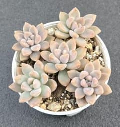 多肉植物 セダム ☆姫秀麗×プロリフィカ☆ カット苗 - メルカリ