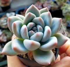 フレーヌ コロラータ ソララ ニコリさん 土付き発送 多肉 - メルカリ