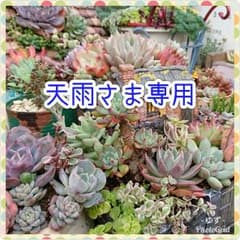 天雨さま専用のサムネイル