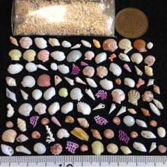 ラ・ヴィアンローズ様専用☆極小☆SSSサイズの可愛い貝殻と、星砂のサムネイル