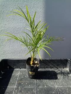 【沖縄産】フェニックスロベレニー25 観葉植物　ヤシ　ドライガーデンのサムネイル