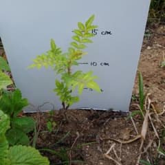山椒の苗　３本のサムネイル