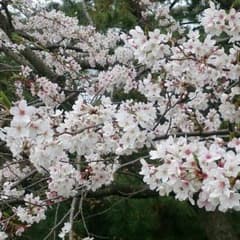 しらす様専用のサムネイル
