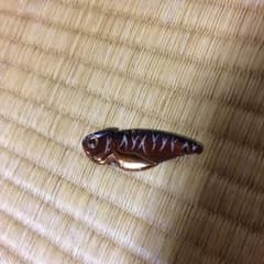 専用のサムネイル
