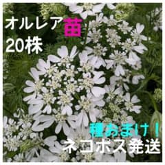 オルレア苗 20株☆種おまけ☆白い花☆ネコポス発送☆オルラヤ - メルカリ