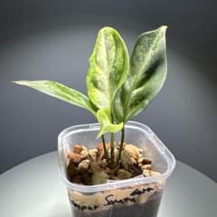 Aglaonema Pictum 1st Campur Sumatra baraのサムネイル