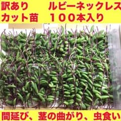 (4) 번역 있음 루비 목걸이 컷 모종 100그루(줄기의 굽힘이나 벌레 먹어) 덤 2종