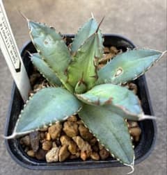 アガベ オテロイ　実生選抜 観葉植物のサムネイル