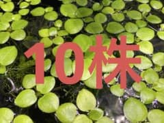 アマゾンフロッグピット 10株のサムネイル