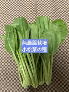 無農薬栽培　２０２５年採取 小松菜の種２００粒以上のサムネイル