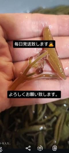 じゅんさい　クール着払い　500グラムのサムネイル
