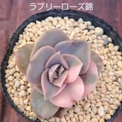 多肉植物 ラブリーローズ錦 - メルカリ