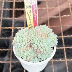 アエオニウム　仙墨系　玉顔仙子　特大苗　カット苗　1苗のみ アエオニウム 仙墨 紫浪 カット苗 1カット 多肉植物 大苗 | Shop at