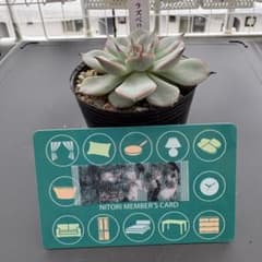 多肉植物 ミックスベリア ラズベリーメモリーズ 抜き苗 - メルカリ