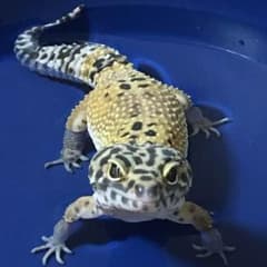 ハノン様専用☆のサムネイル