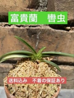 富貴蘭 轡虫 鈴虫剣 - メルカリ