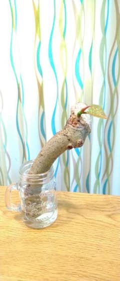☆ウンベラータ☆ミニのサムネイル
