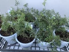 クレマチス ペトリエイ　可愛い緑タイプ花　8大株お得セット　エコメルカリ便 クレマチス ペトリエイ 可愛い緑タイプ花 8大株お得セット
