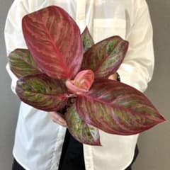 超希少❗️美株❗️アグラオネマ　レッドエメラルドドラゴン✨ 超希少❗️美株❗️アグラオネマ レッドエメラルドドラゴン✨ - メルカリ