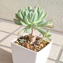 多肉植物【木立トップシータービー】抜き苗 - メルカリ