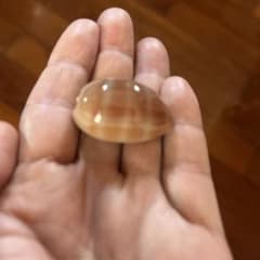 天然貝殻 タカラガイ•クチムラサキダカラ　標本のサムネイル