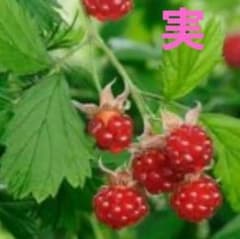 連絡用 ラズベリー苗 40～50g 2～3苗 棘あり品種 ラズベリー苗 40～50g 2～3苗 棘あり品種 - メルカリ