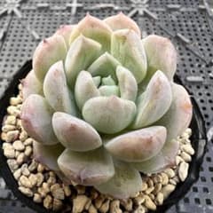 アメイジンググレイス 多肉植物 抜き苗 韓国苗 - メルカリ