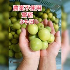 農薬不使用梅 鶯宿 3kgのサムネイル