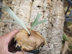 タニコ様専用 ビカクシダ アルシコルネマダガスカルのサムネイル
