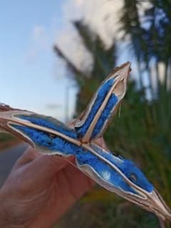 旅人の木　タビビトノキ　種　大自然　沖縄　宮古島　スピリチュアル　神秘的のサムネイル